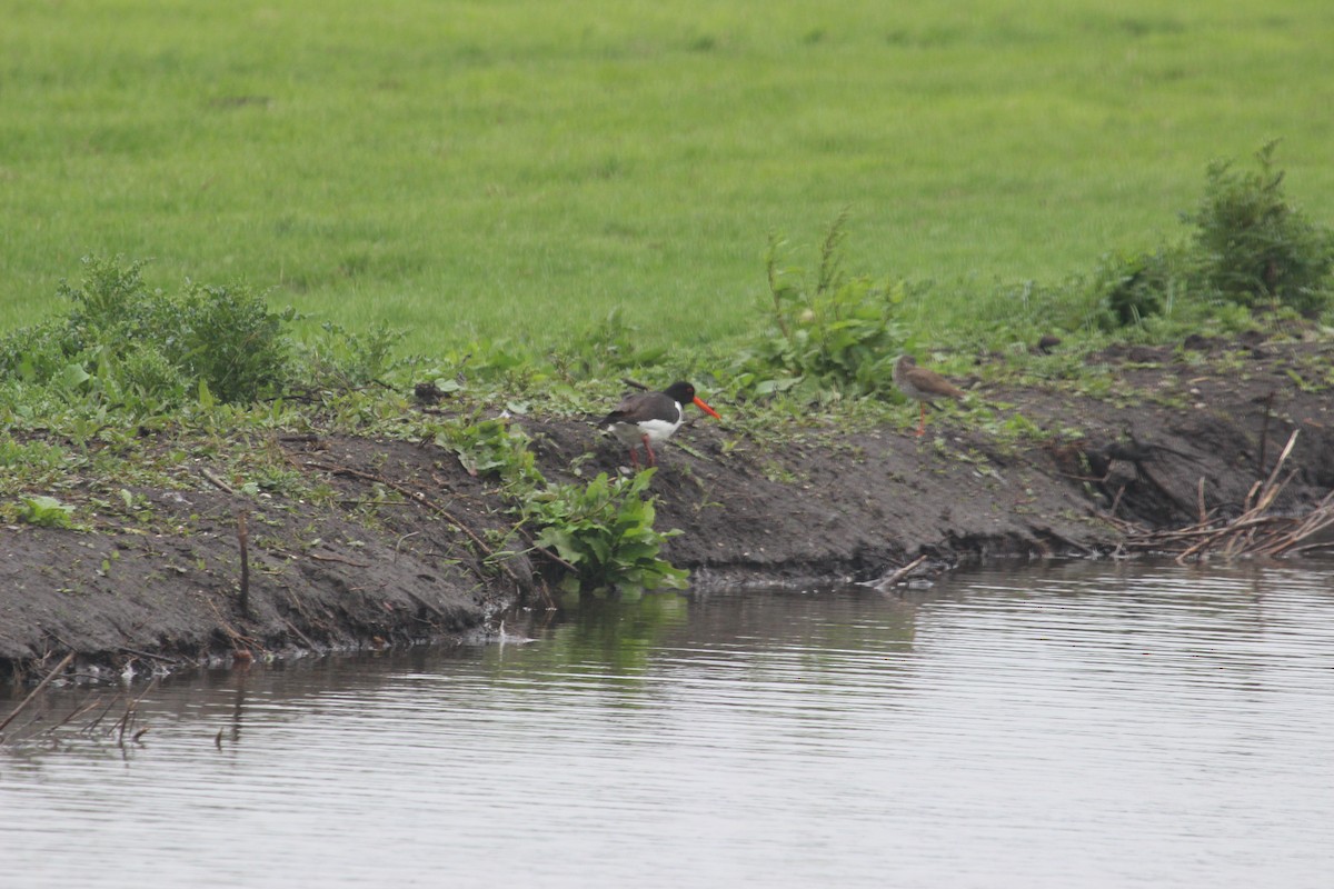 Eurasian Oystercatcher - ML636963397