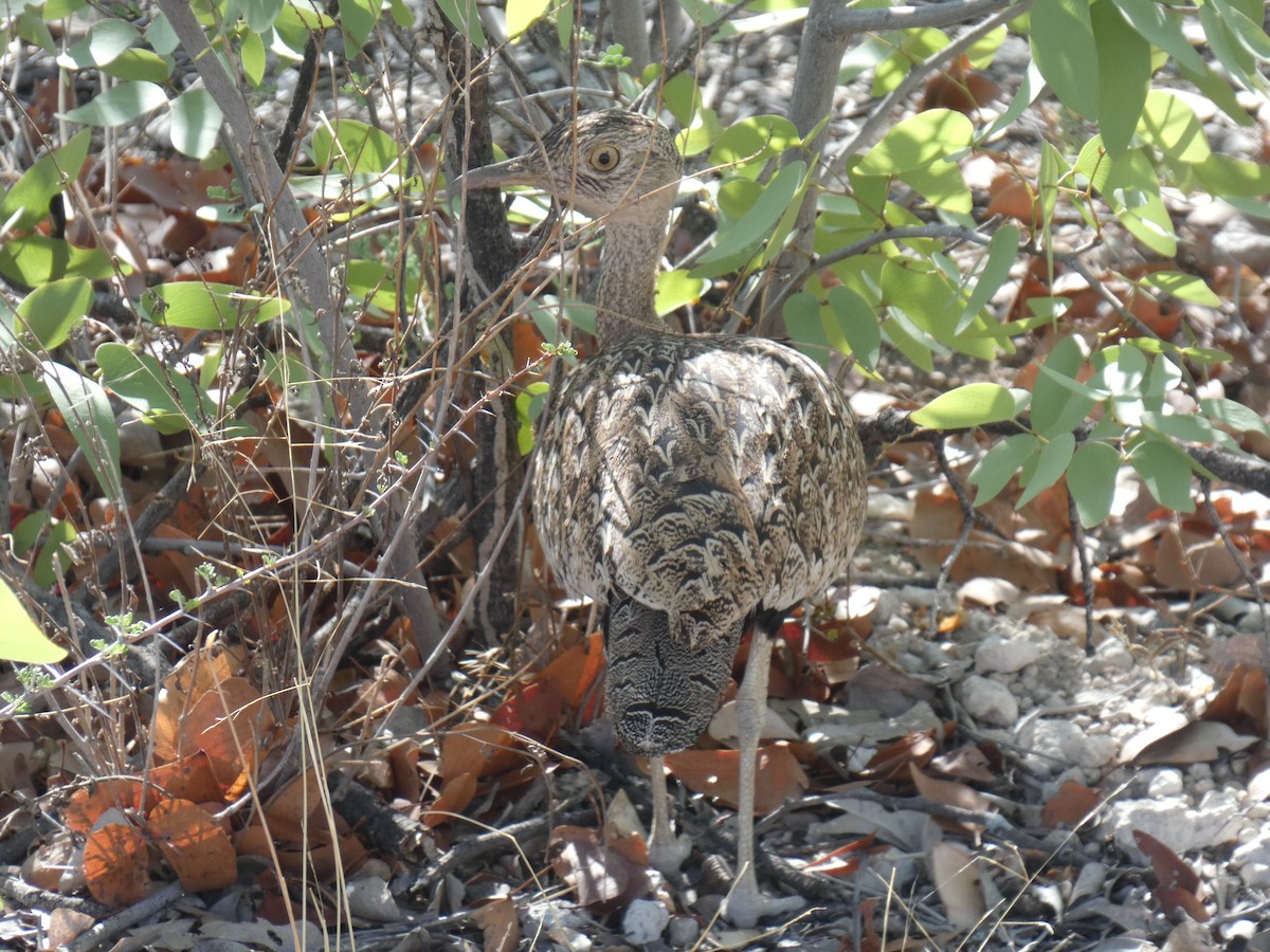 Red-crested Bustard - ML636963403