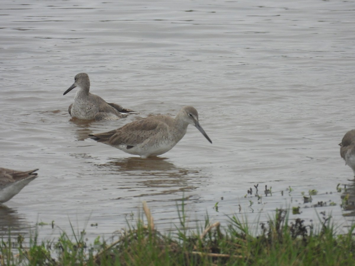 Willet (Western) - ML636963406