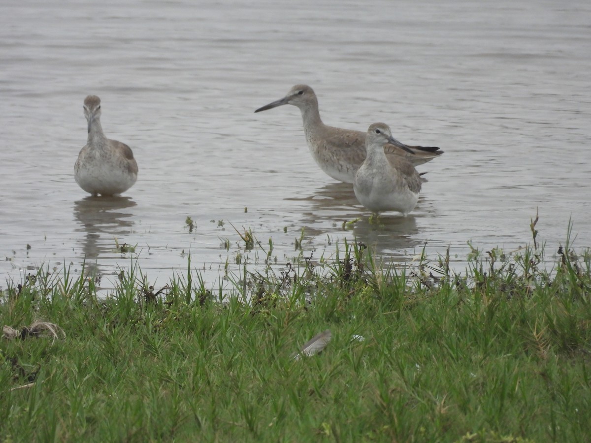 Willet (Western) - ML636963425
