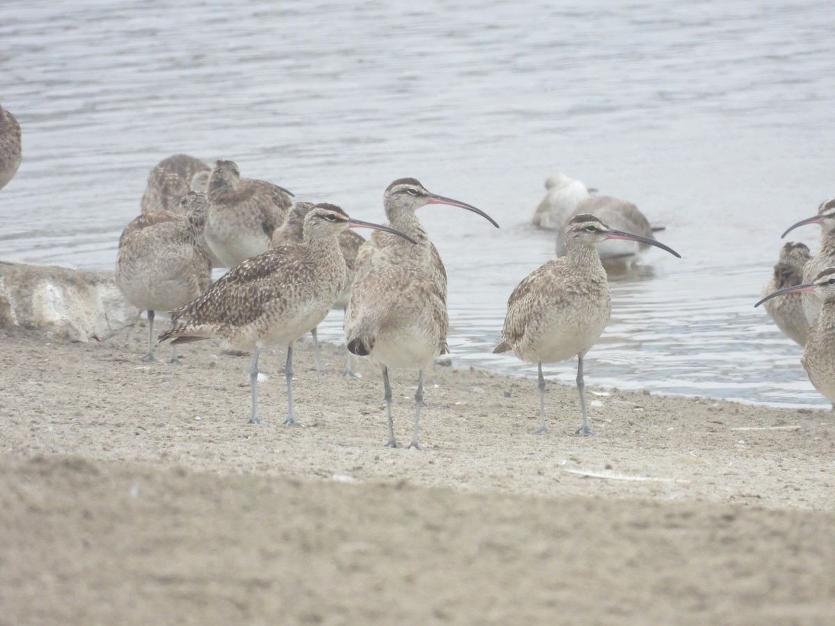 Whimbrel (Hudsonian) - ML636963437