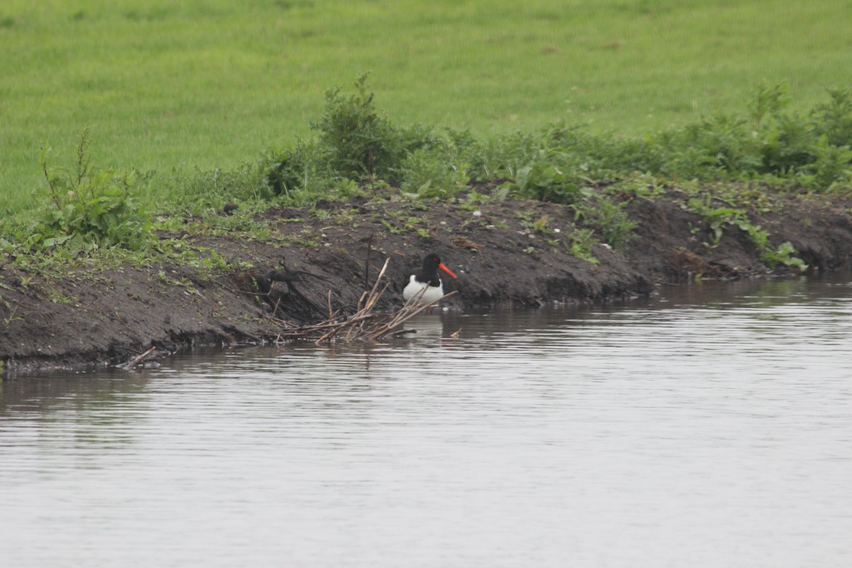 Eurasian Oystercatcher - ML636963447