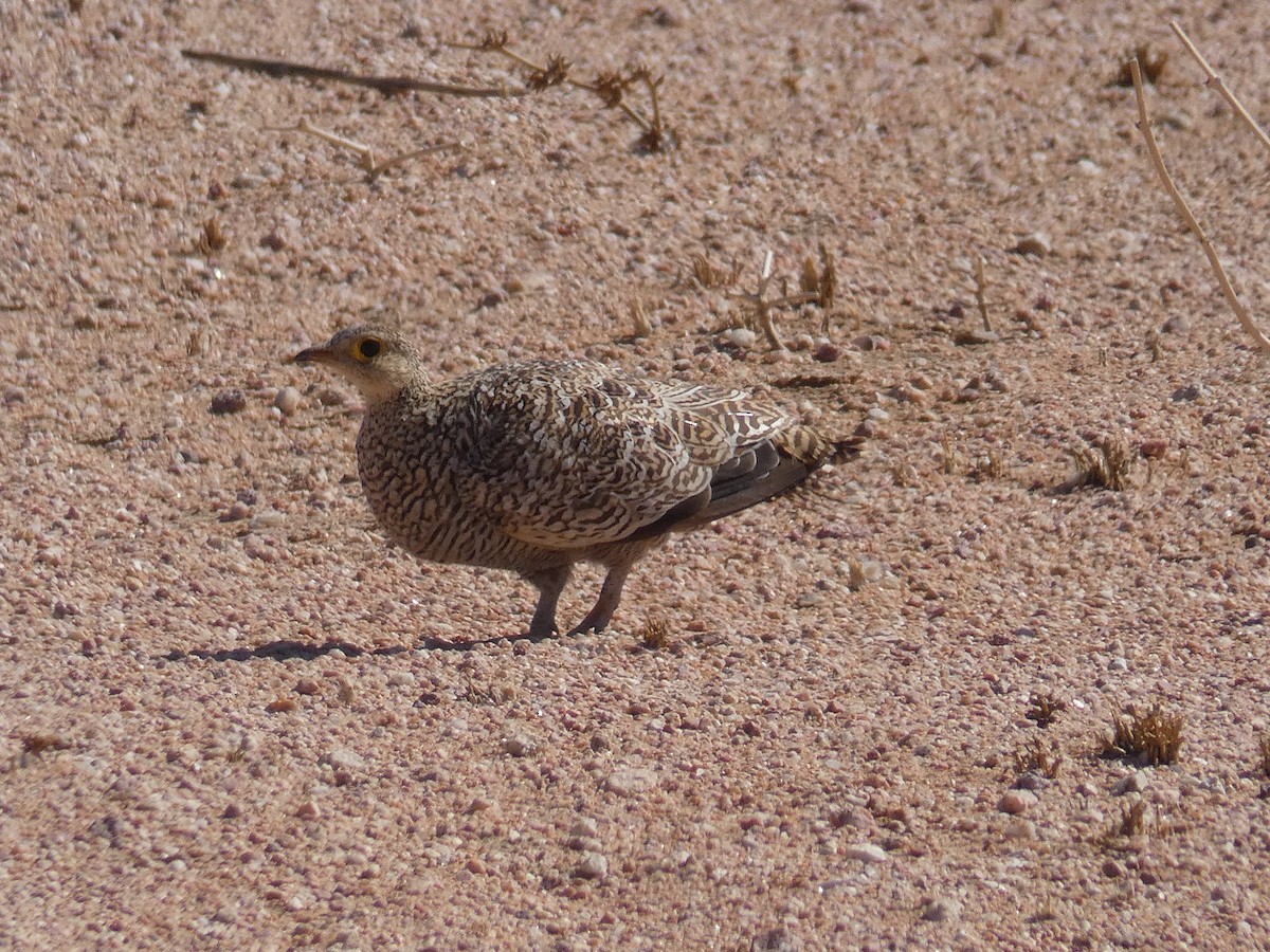Double-banded Sandgrouse - ML636963463