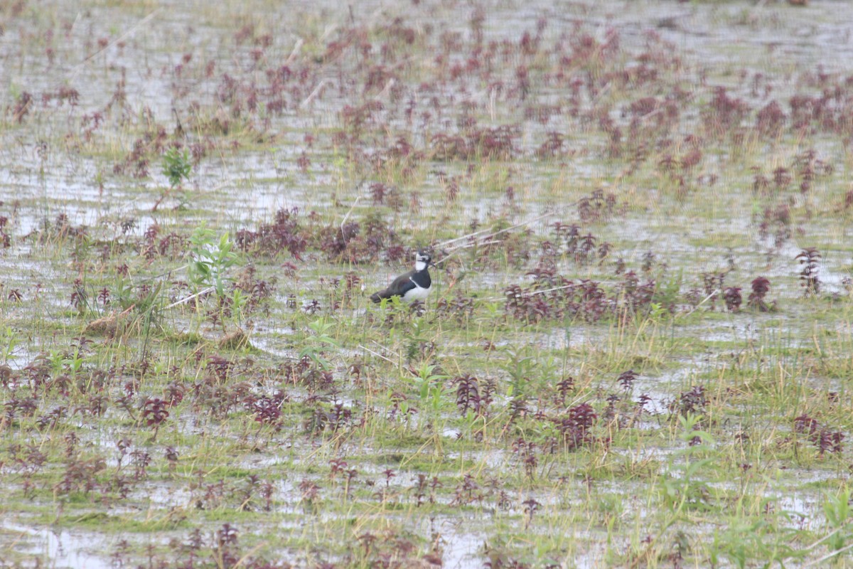 Northern Lapwing - ML636963465