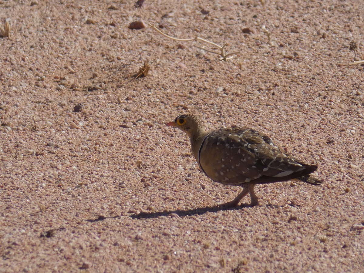 Double-banded Sandgrouse - ML636963467