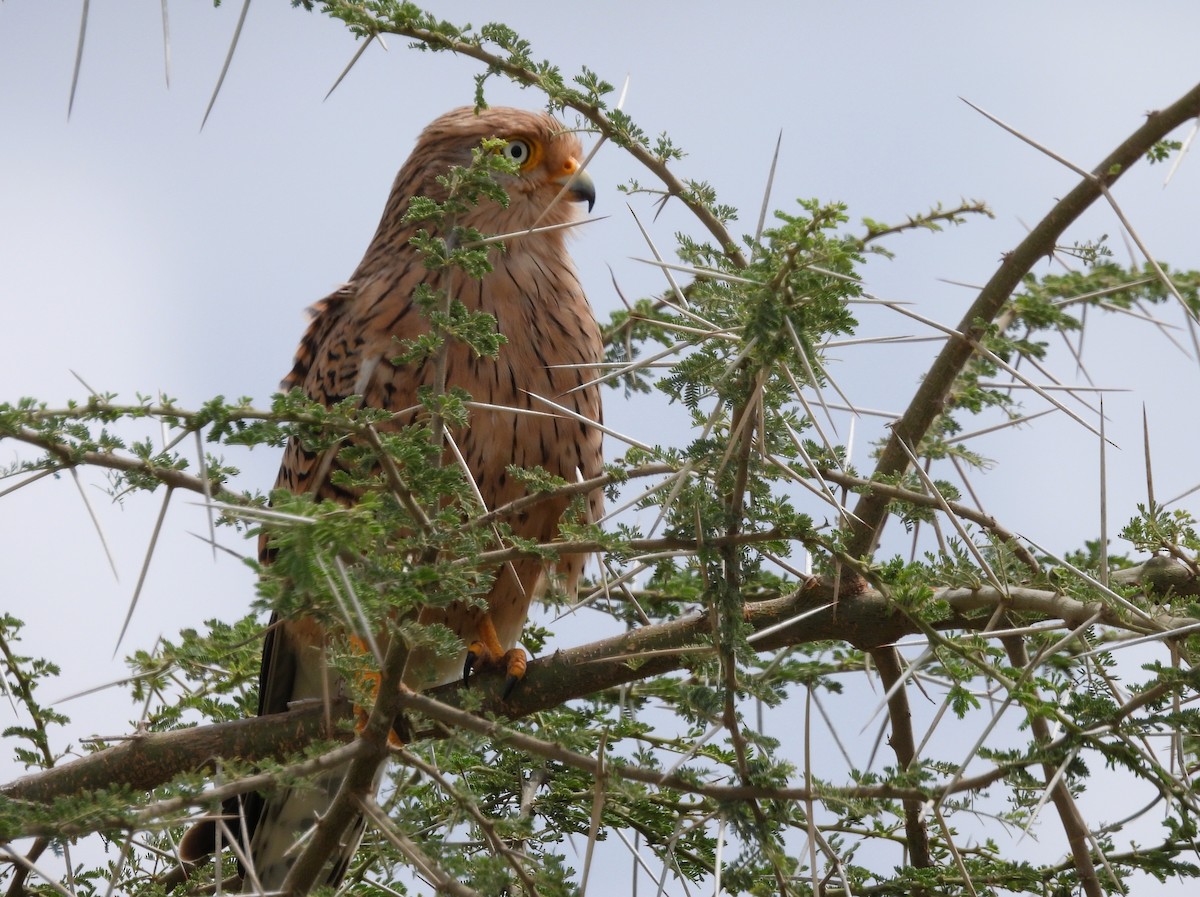 Greater Kestrel - ML636963481