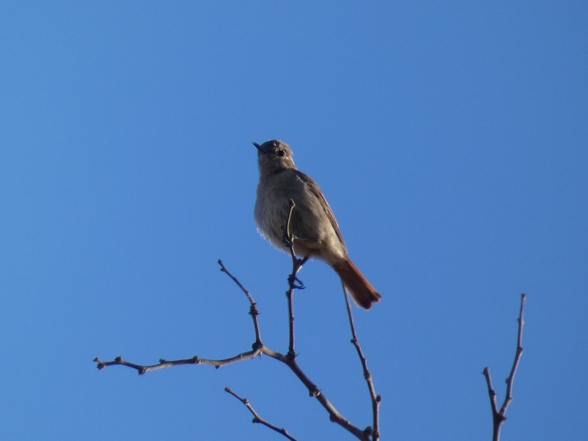 Familiar Chat - ML636963520