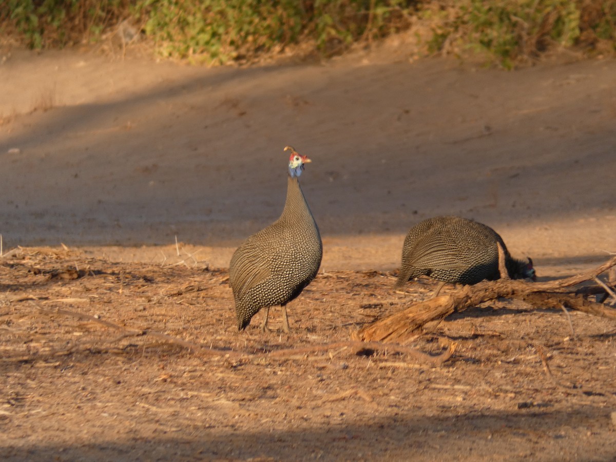Helmeted Guineafowl - ML636963565