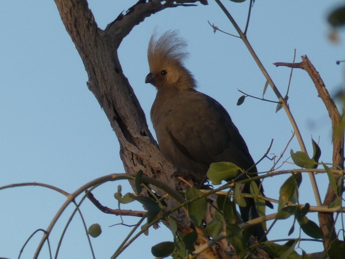 Gray Go-away-bird - ML636963578