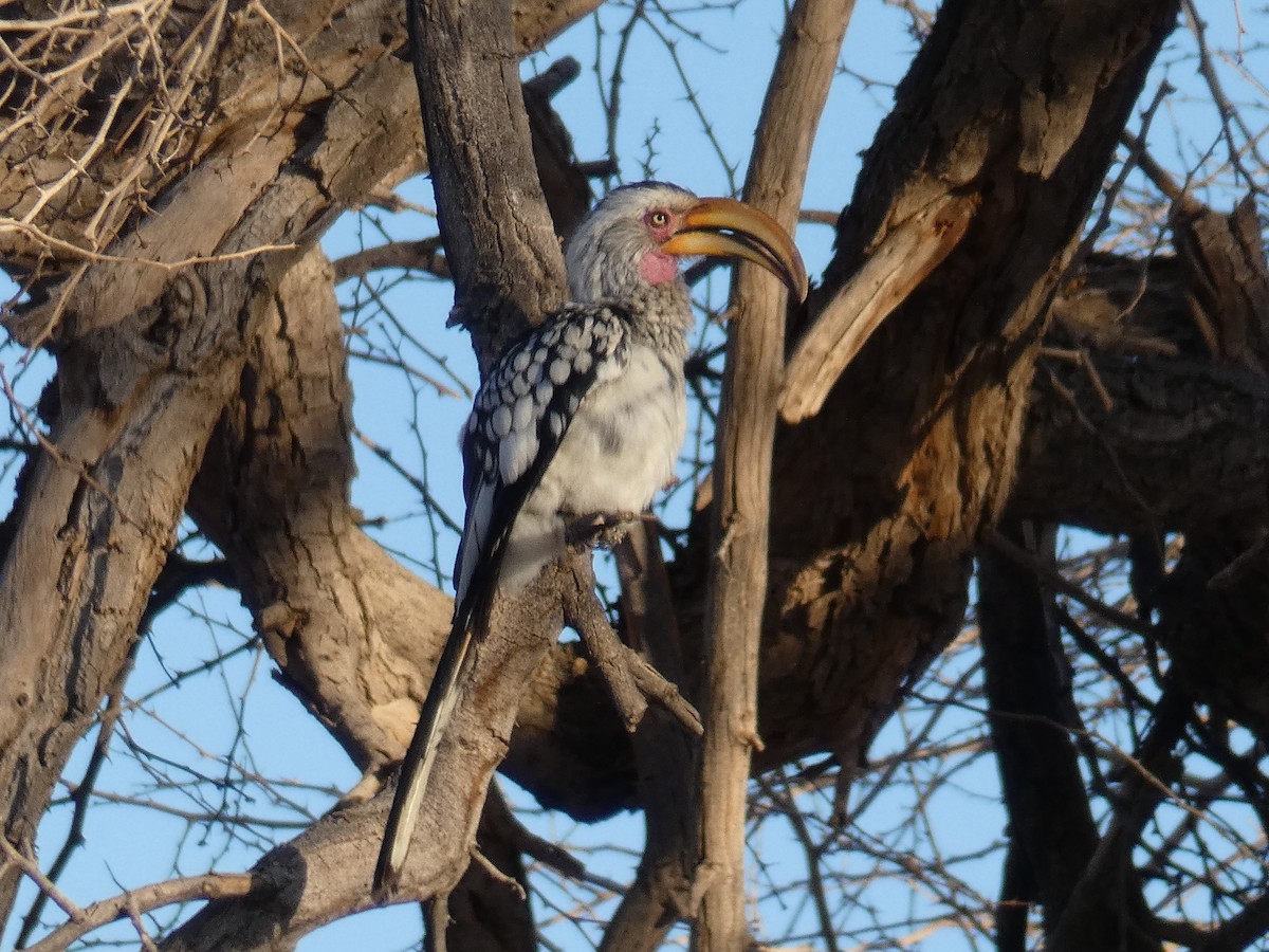 Southern Yellow-billed Hornbill - ML636963587