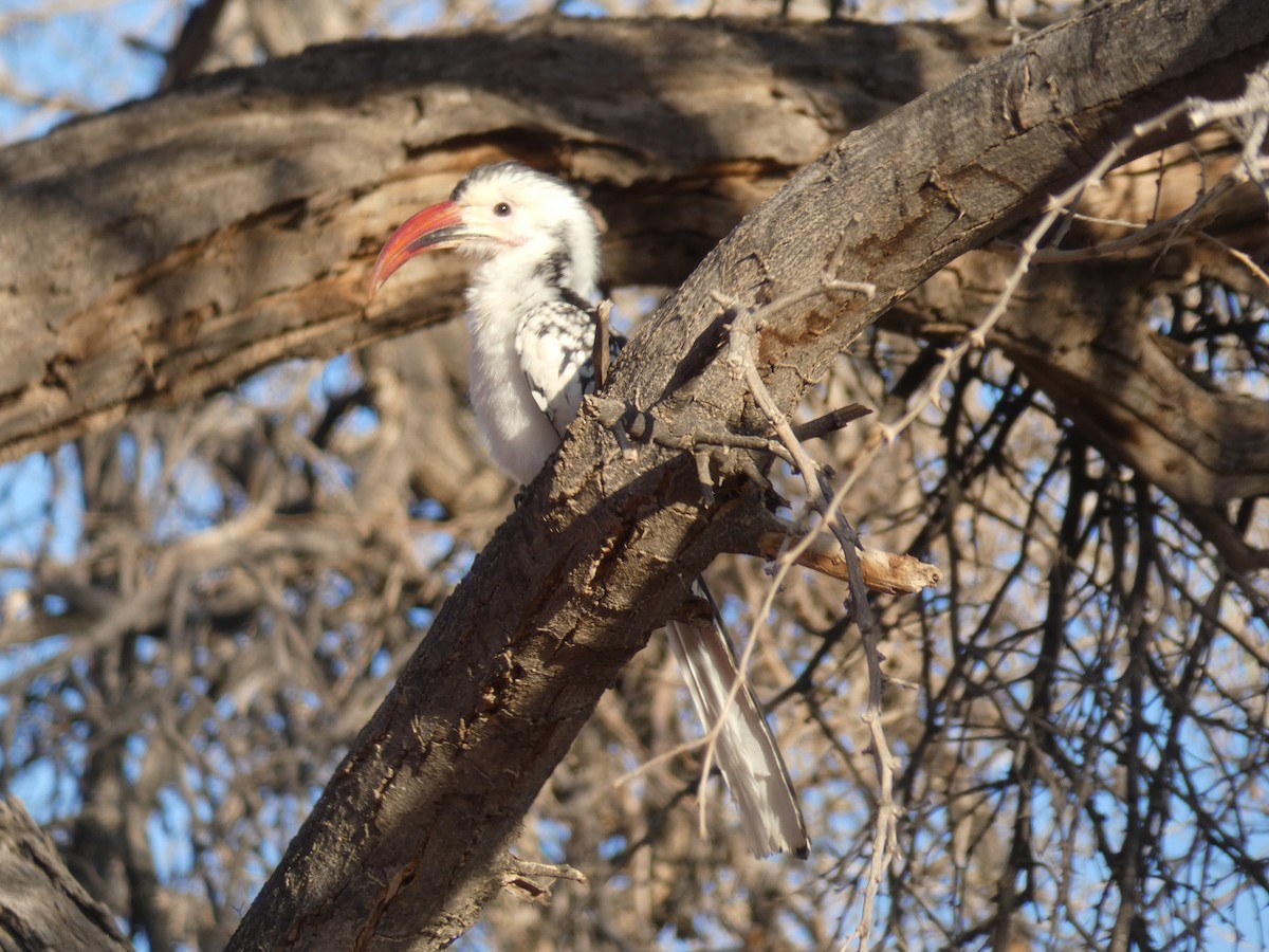 Damara Red-billed Hornbill - ML636963590