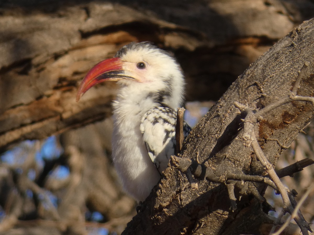 Damara Red-billed Hornbill - ML636963596