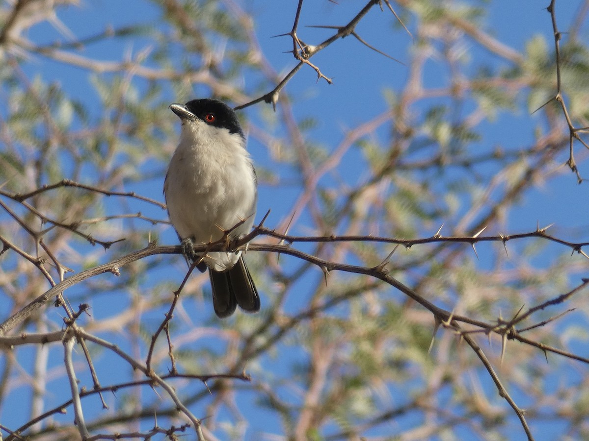 Black-backed Puffback - ML636963647
