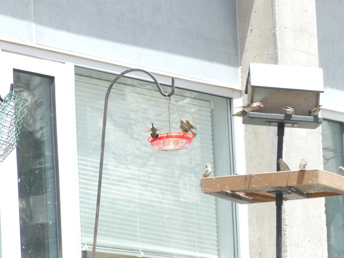 Broad-tailed Hummingbird - ML636963670