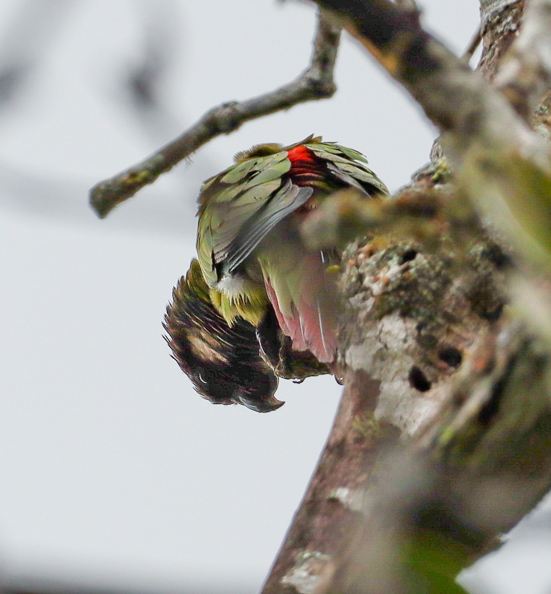 Gray-breasted Parakeet - ML636963769