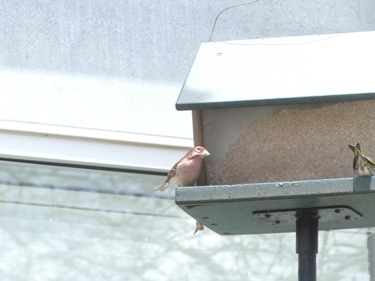 Cassin's Finch - ML636963775