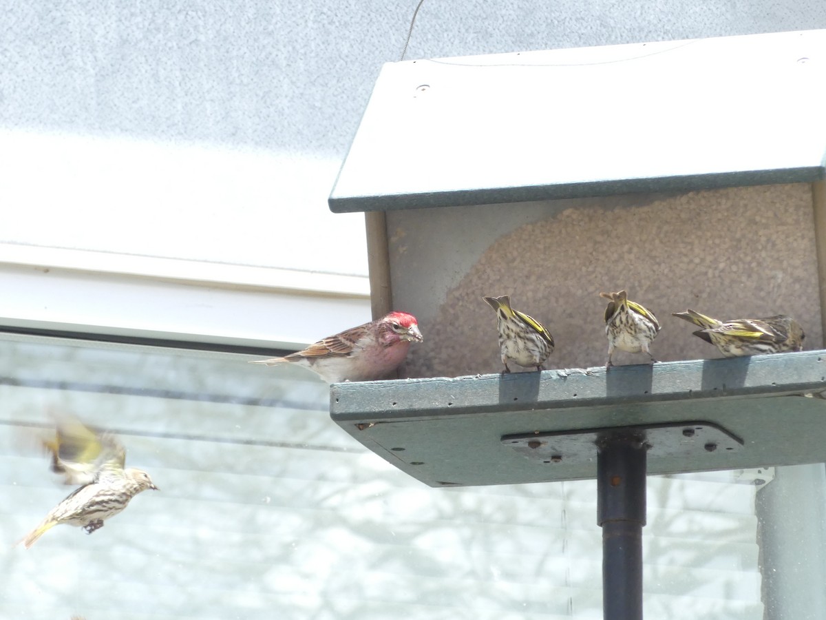 Cassin's Finch - ML636963776