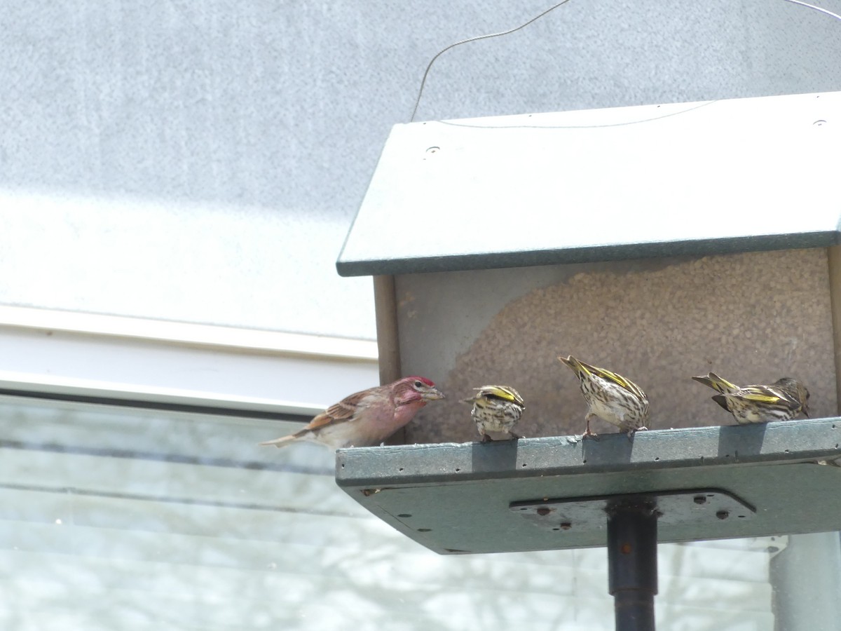 Cassin's Finch - ML636963777