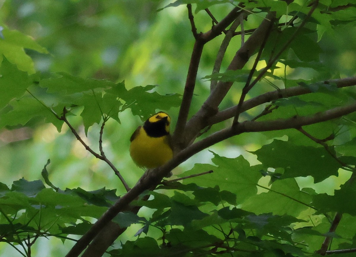 Hooded Warbler - ML636963801