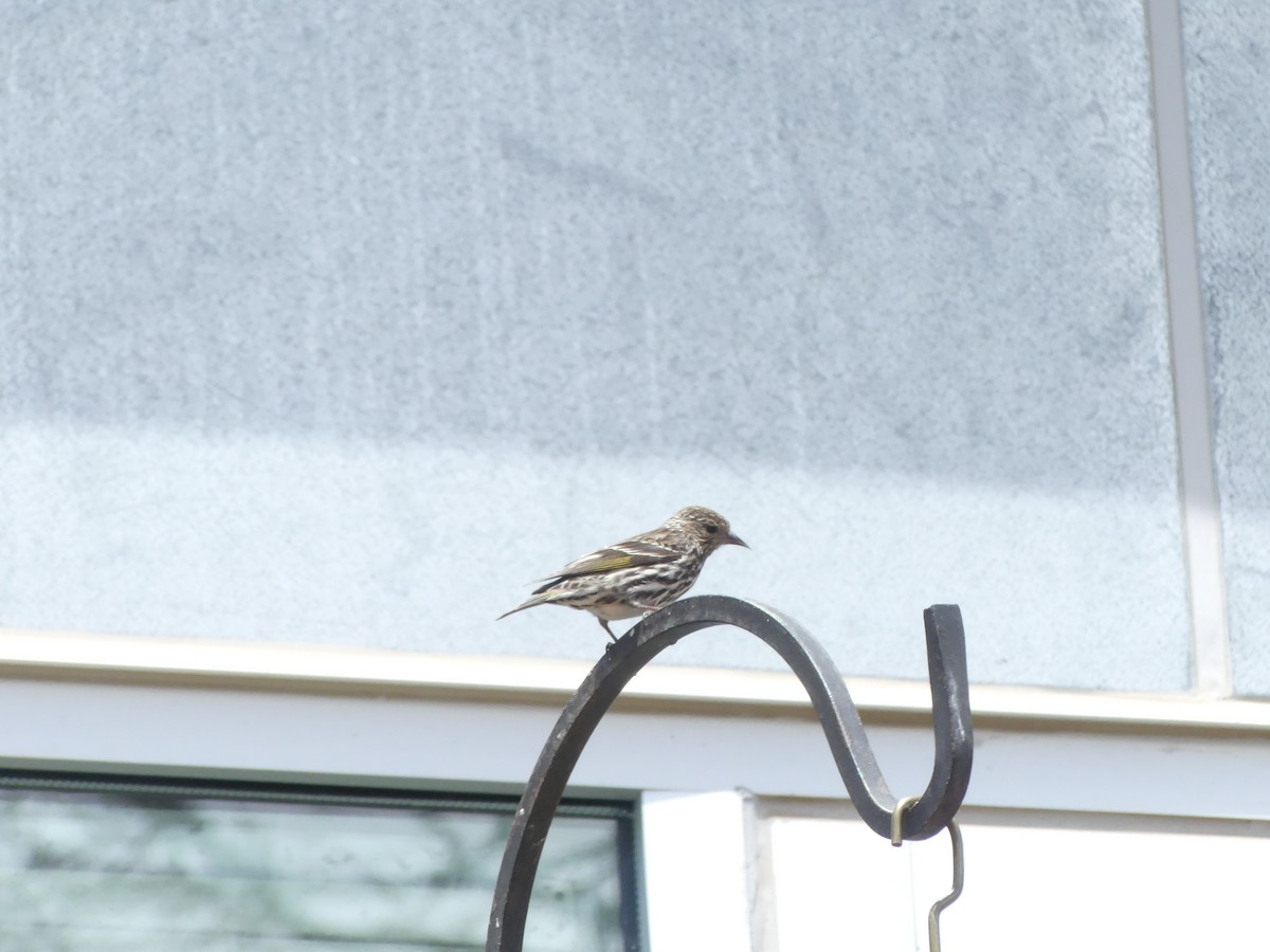 Pine Siskin - ML636963814