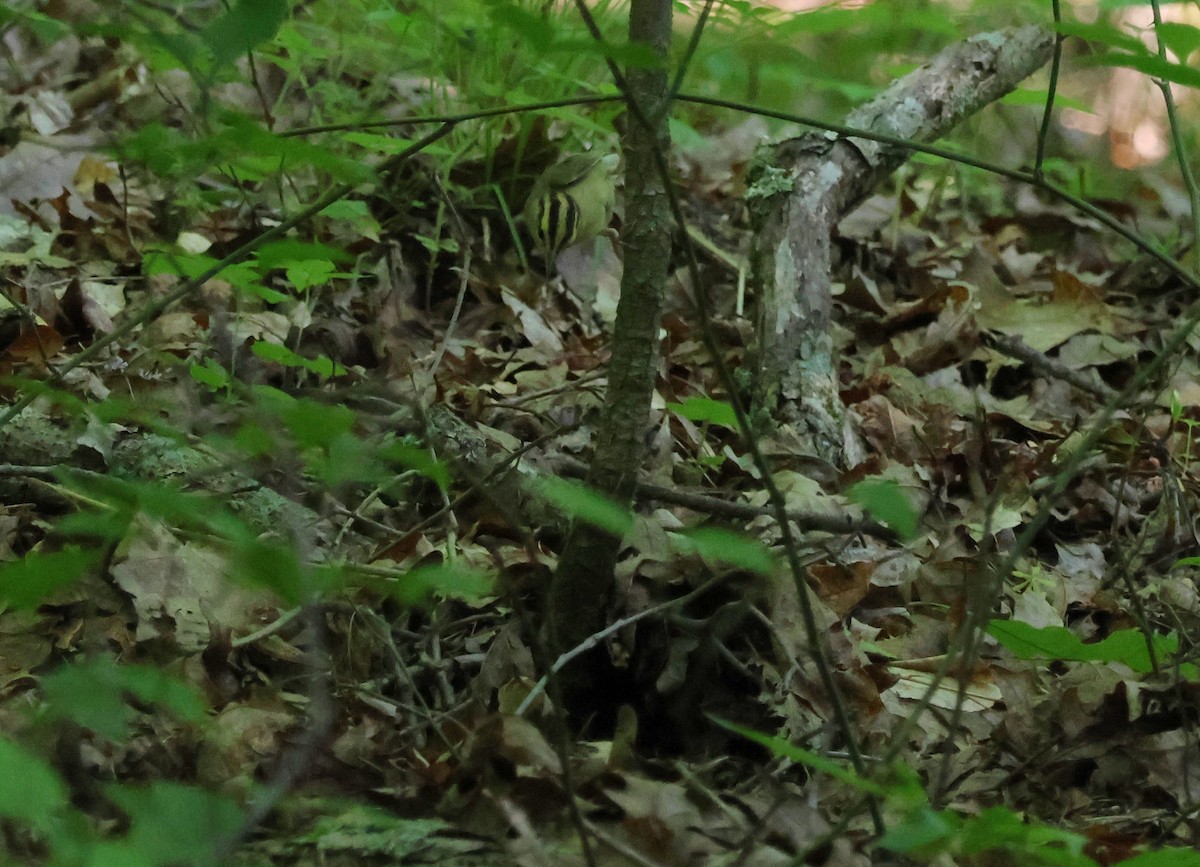 Worm-eating Warbler - ML636963816