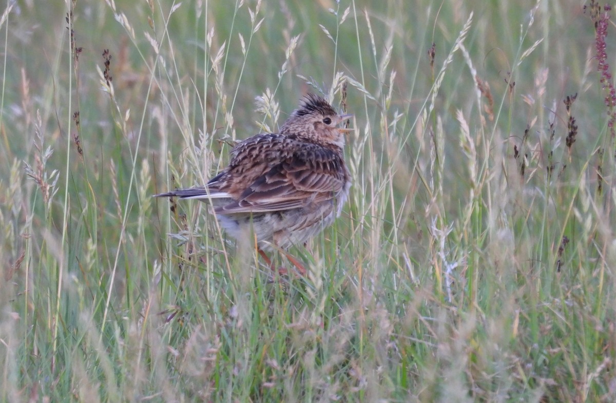 Alouette des champs - ML636963926