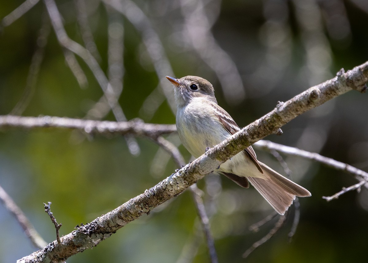 Least Flycatcher - Gloria Schoenholtz