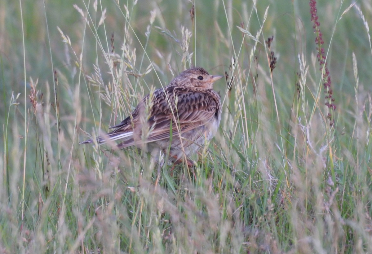 Alouette des champs - ML636963932