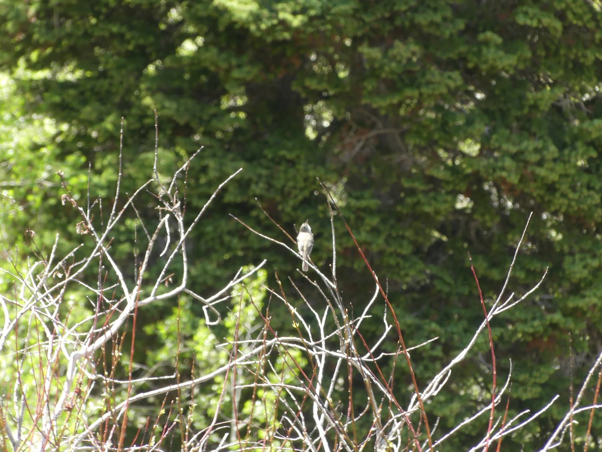 Dusky Flycatcher - ML636963982