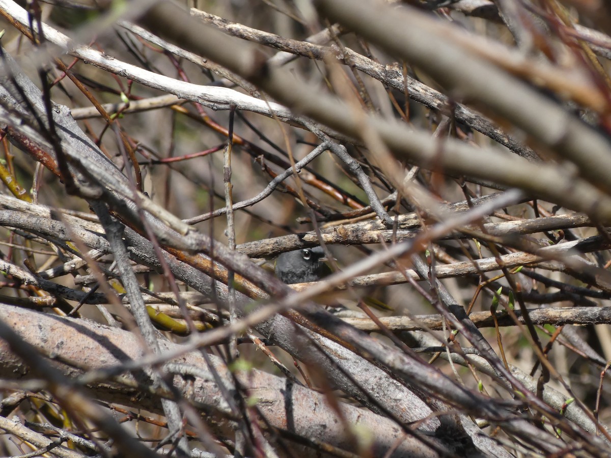 MacGillivray's Warbler - ML636964017