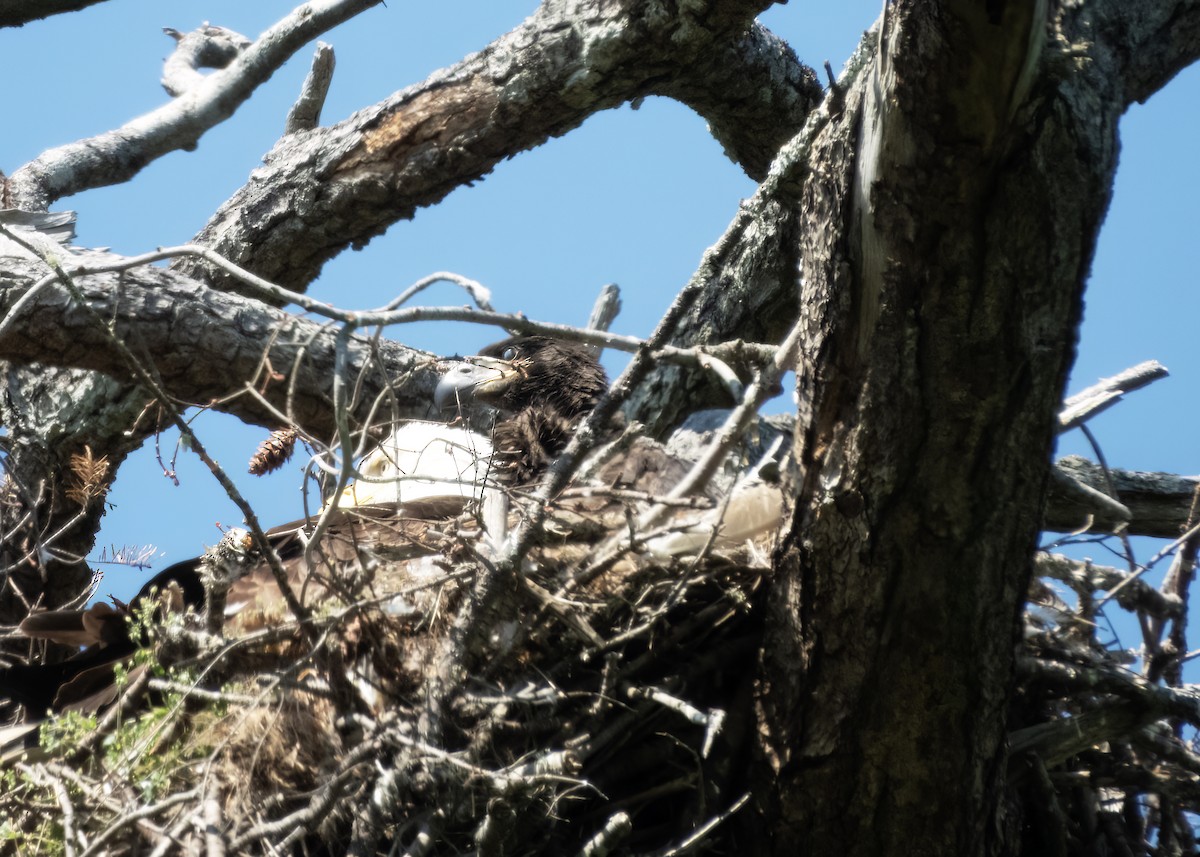 Bald Eagle - ML636964244