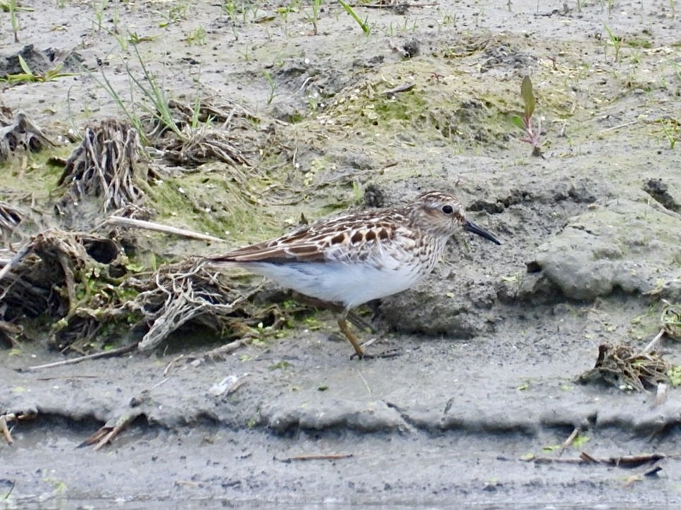 Least Sandpiper - ML636964266