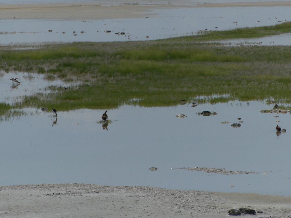 Cinnamon Teal - ML636964295