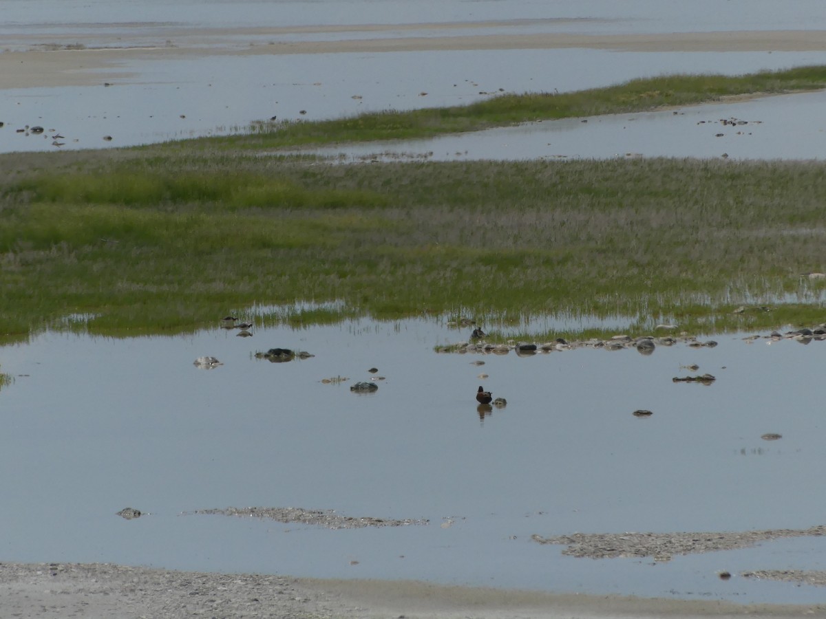 Cinnamon Teal - ML636964296