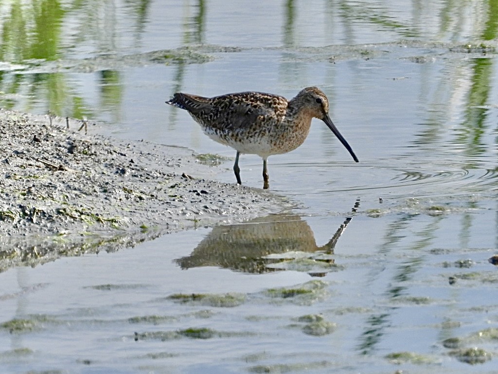 Short-billed Dowitcher - ML636964314