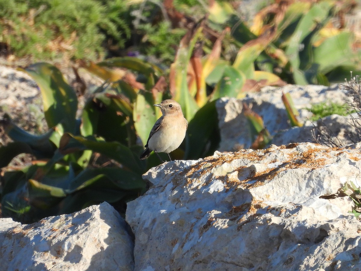 Western/Eastern Black-eared Wheatear - ML636964328