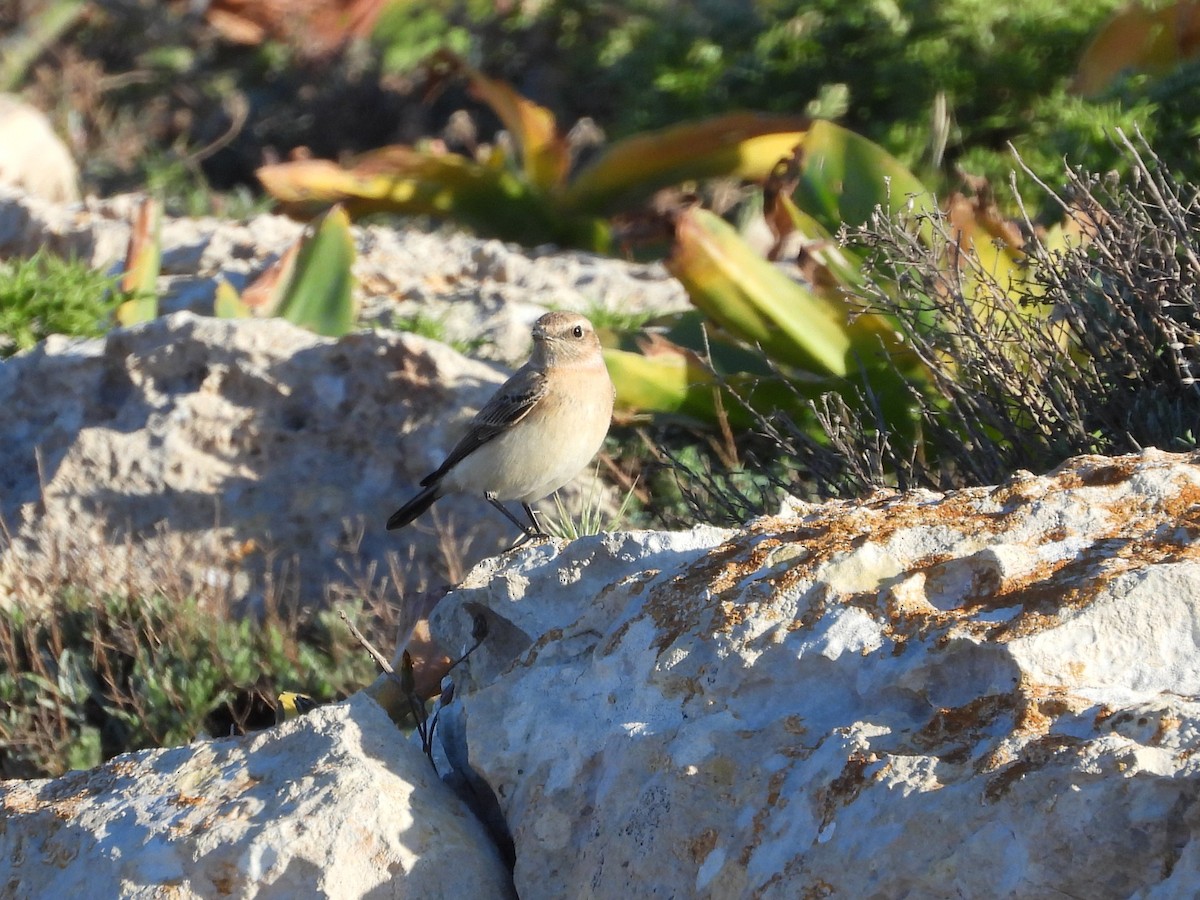 Western/Eastern Black-eared Wheatear - ML636964329