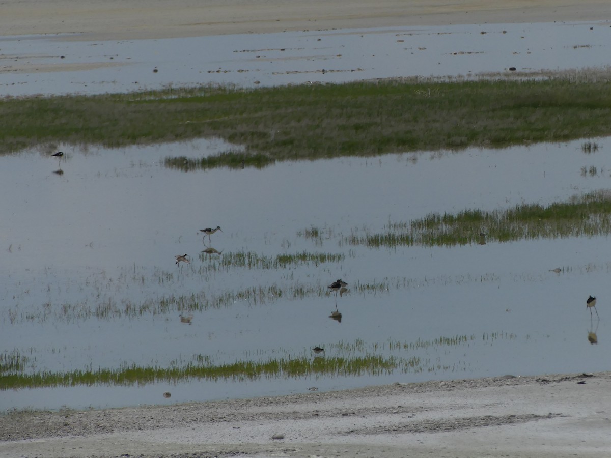 Black-necked Stilt - ML636964331