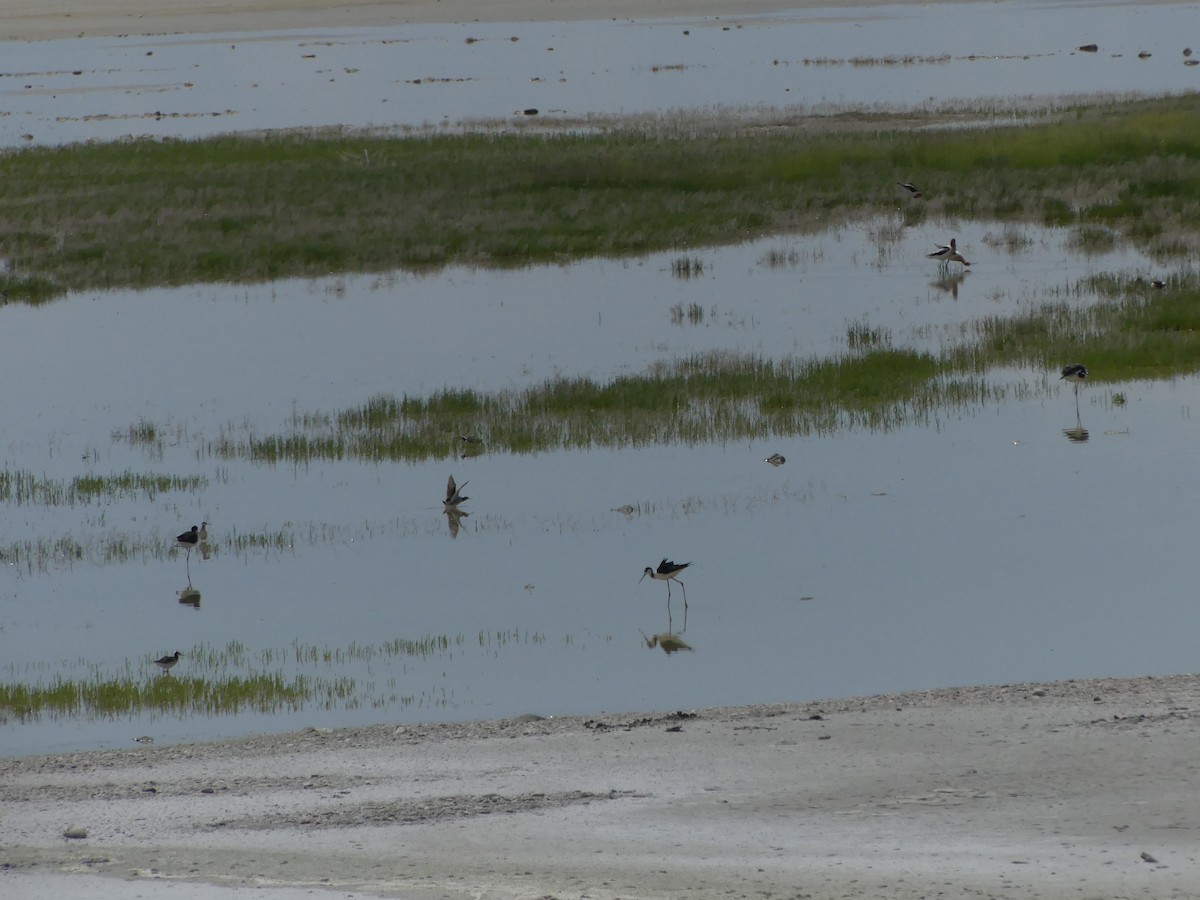 Black-necked Stilt - ML636964332
