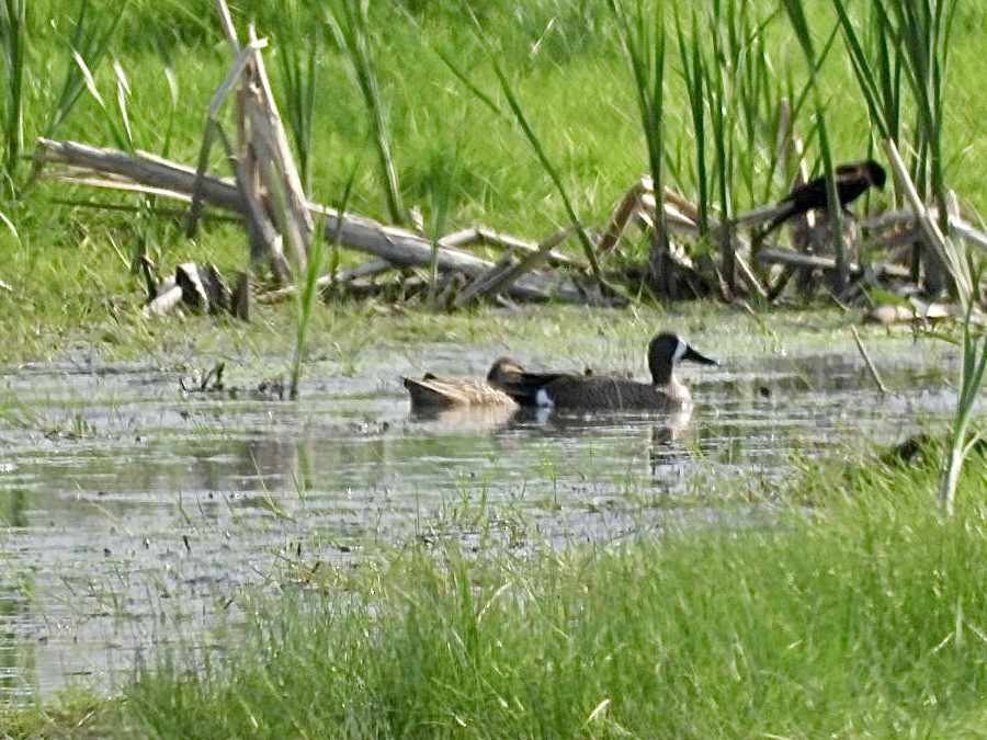 Blue-winged Teal - ML636964344