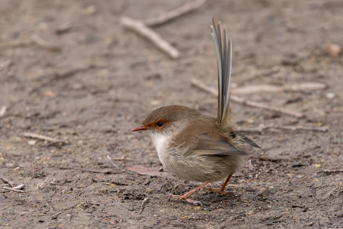 Superb Fairywren - ML636964408