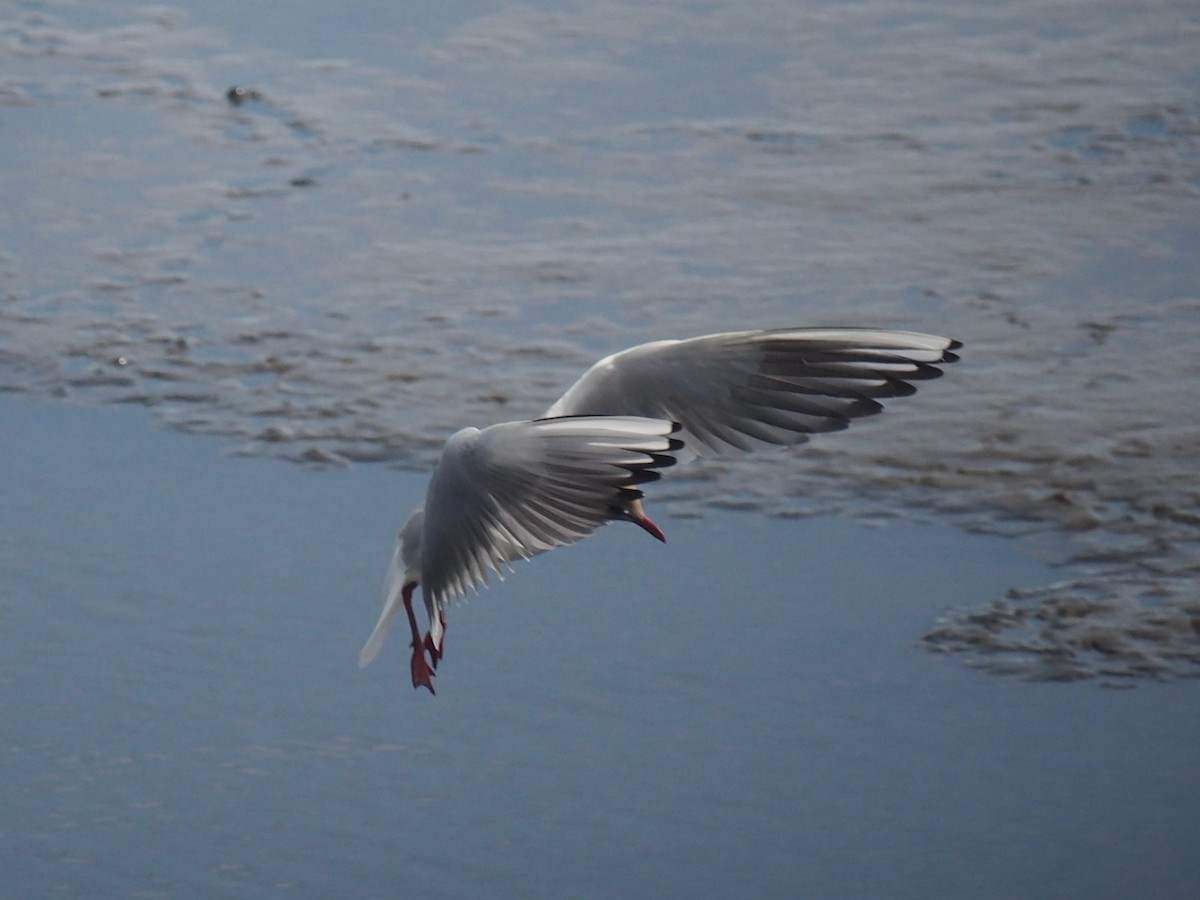 Black-headed Gull - ML636964482