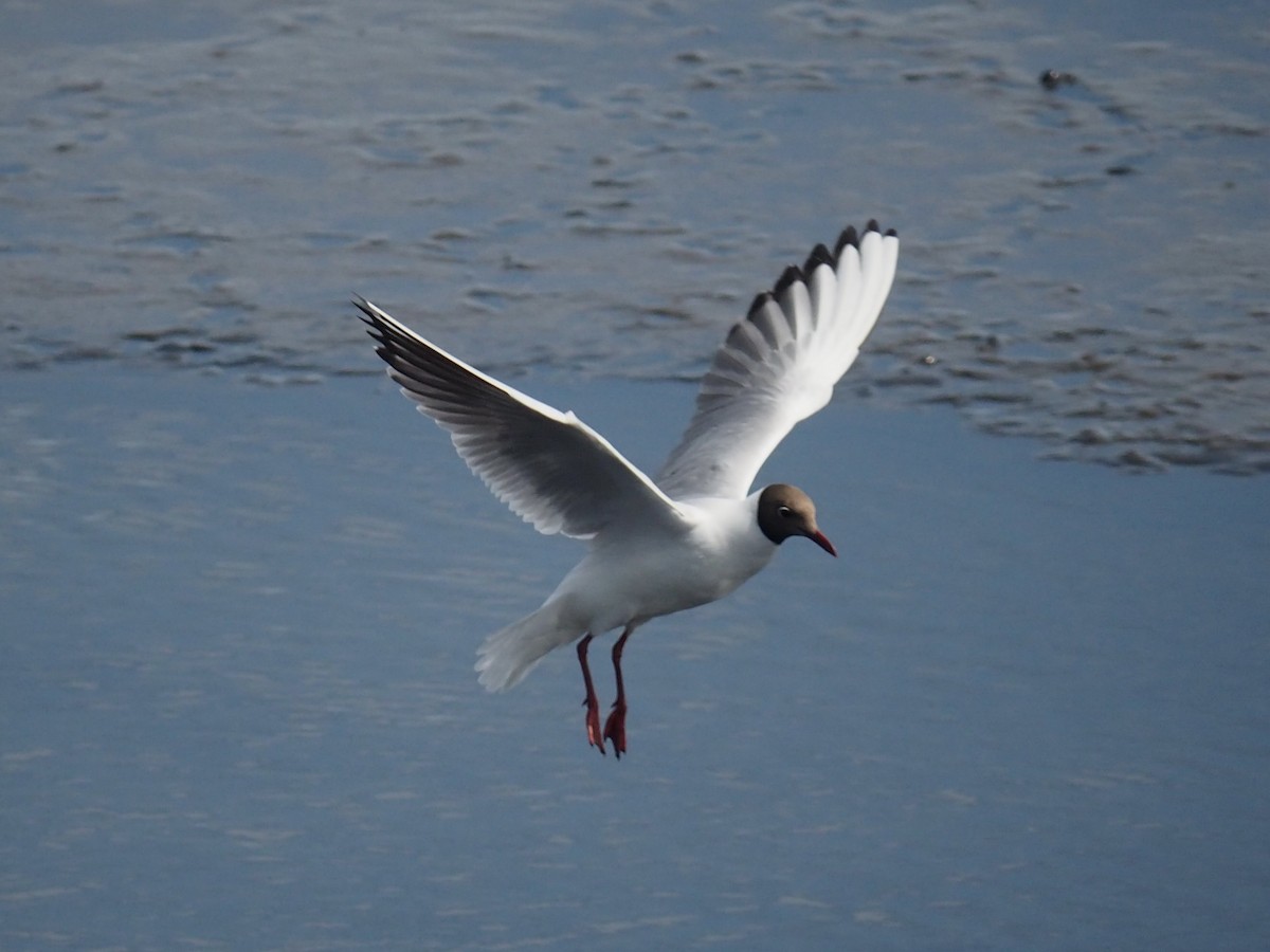 Black-headed Gull - ML636964483