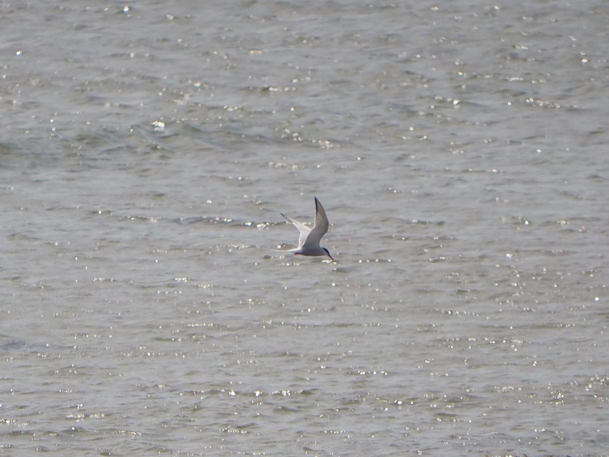 Common Tern - ML636964501