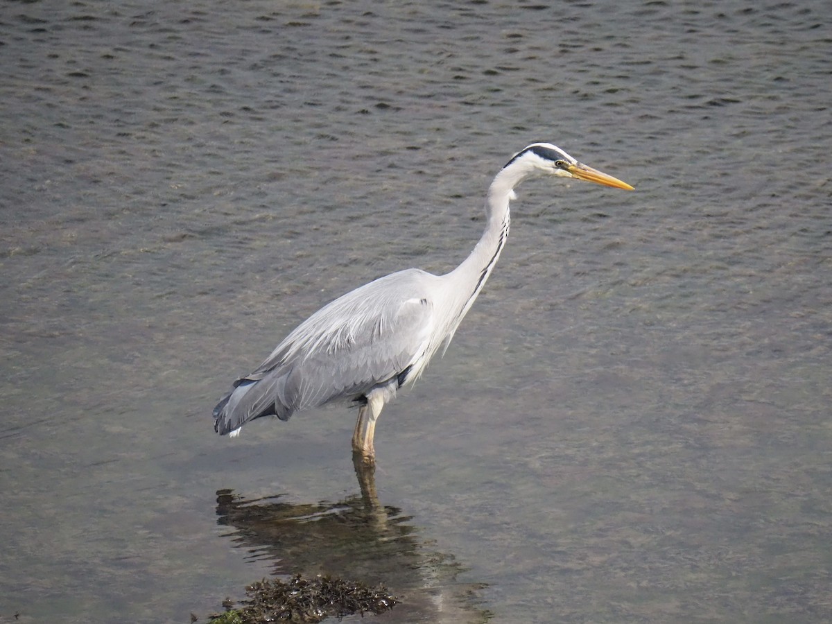 Gray Heron (Gray) - ML636964508