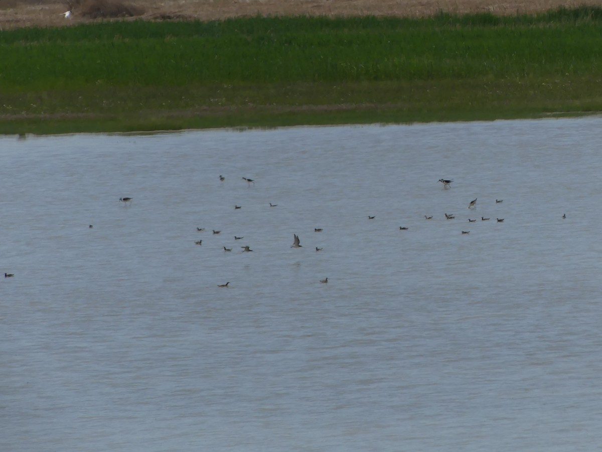 Wilson's Phalarope - ML636964521