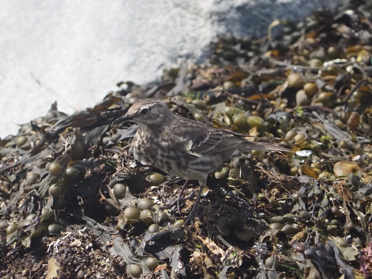 Rock Pipit (Western) - ML636964527