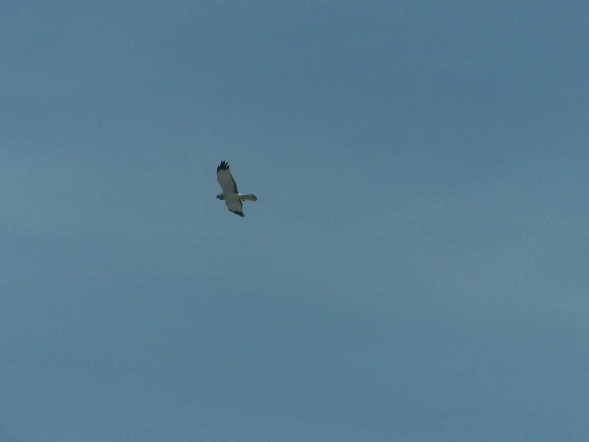 Northern Harrier - ML636964554