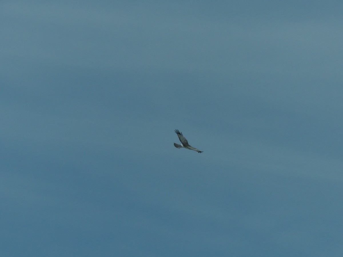 Northern Harrier - ML636964555