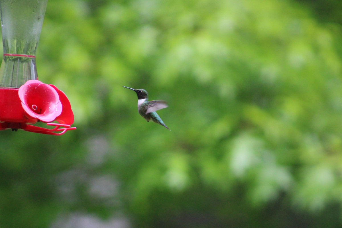 Ruby-throated Hummingbird - ML636964557